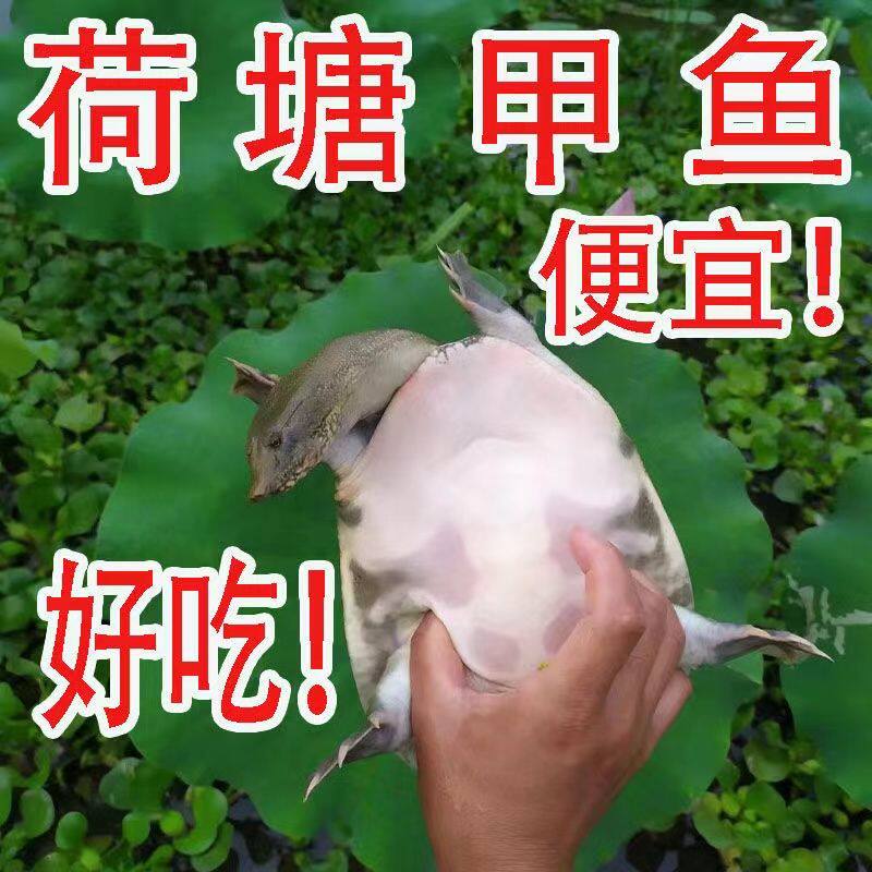 2—4斤鲜活外塘水团鱼