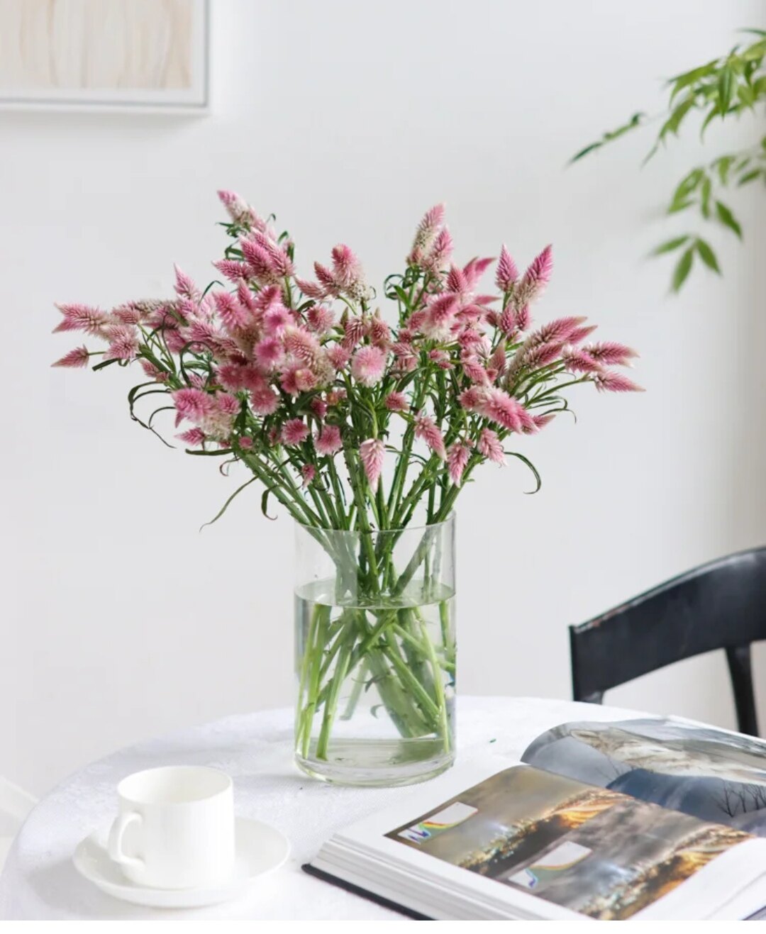 新品凤尾花云南干花花束小清新文艺diy插花北欧网红ins风拍照装饰