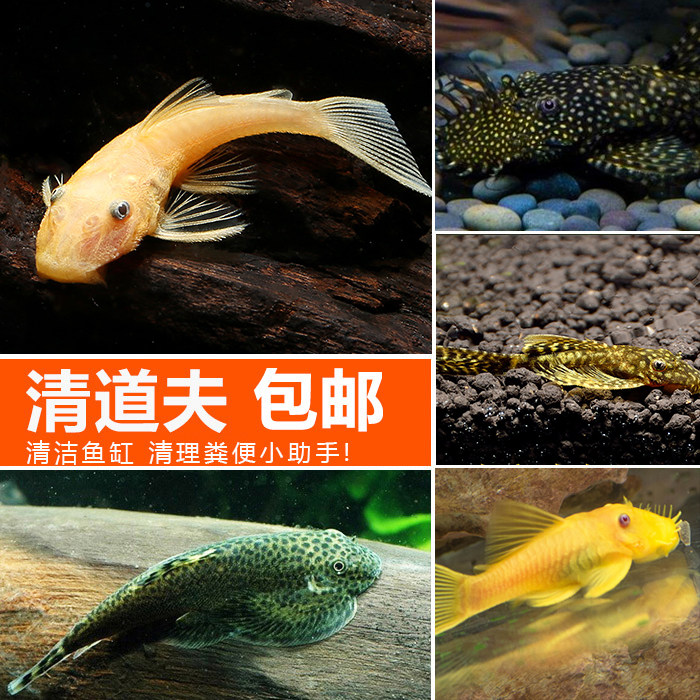 清道夫鱼黄金胡子24k大帆鱼底栖除藻工具鱼琵琶清垃圾异型鱼包邮