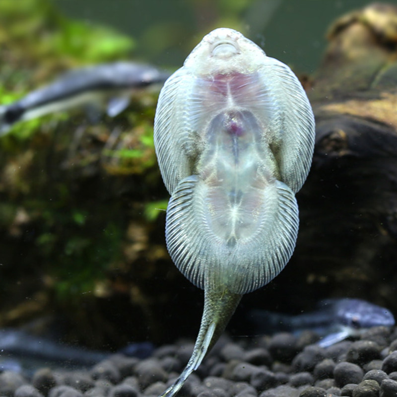 琵琶清道夫 双吸盘鳅小提琴爬岩鳅除藻鱼 华吸鳅观赏鱼活体包邮