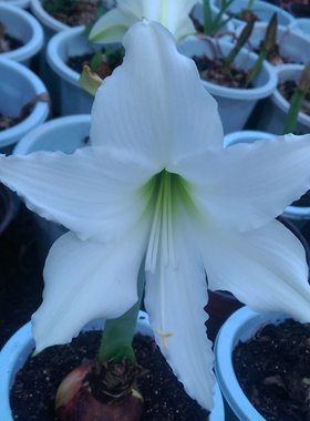 香味朱顶红 白色长筒安普托 安托普种球