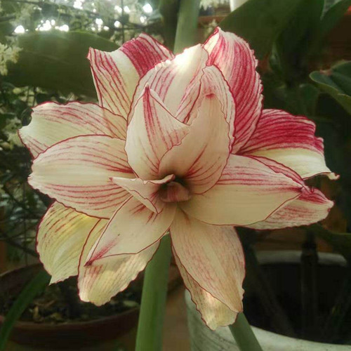 朱顶红安吉拉种球