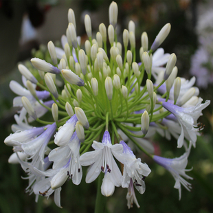 百子莲圣母皇太后 经典品种花量很大