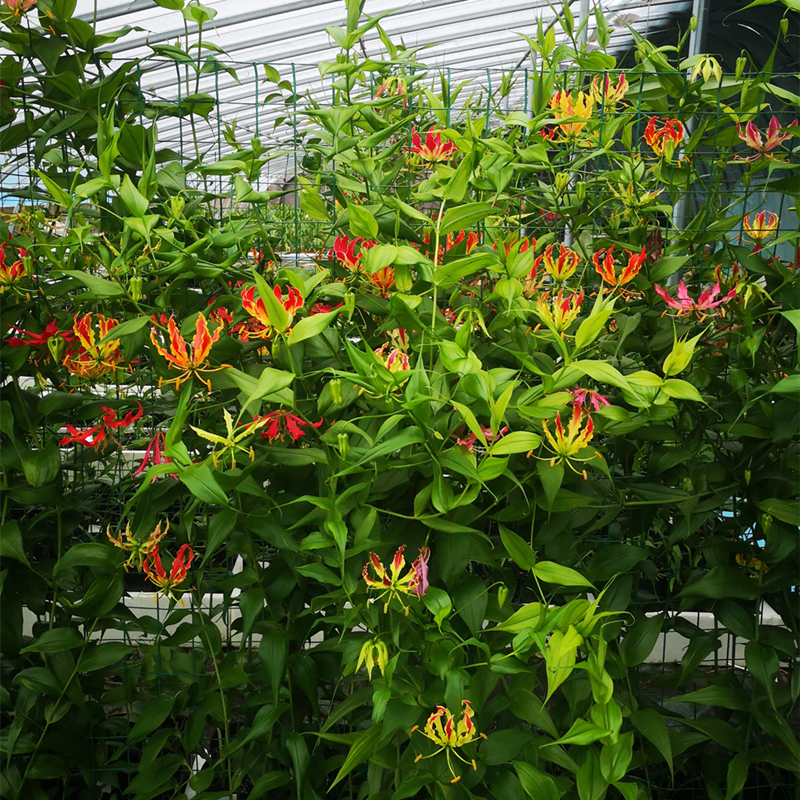 嘉兰火焰百合攀援花卉植物多年生庭院绿化爬墙遮荫 现货