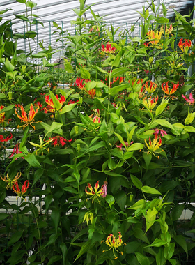 嘉兰火焰百合攀援花卉植物多年生庭院绿化爬墙遮荫 现货