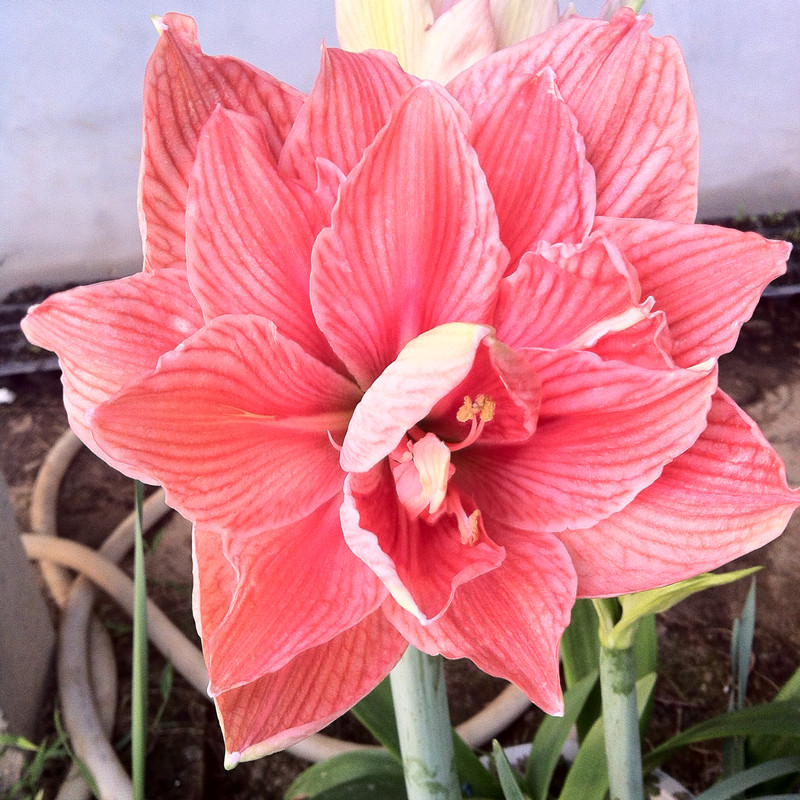 重瓣朱顶红甜蜜妮芙 粉色双瓣妮芙女神,鲜花速递/花卉仿真/绿植园艺,种球/裸根,淘宝优惠券,粉丝福利购,淘宝优惠卷