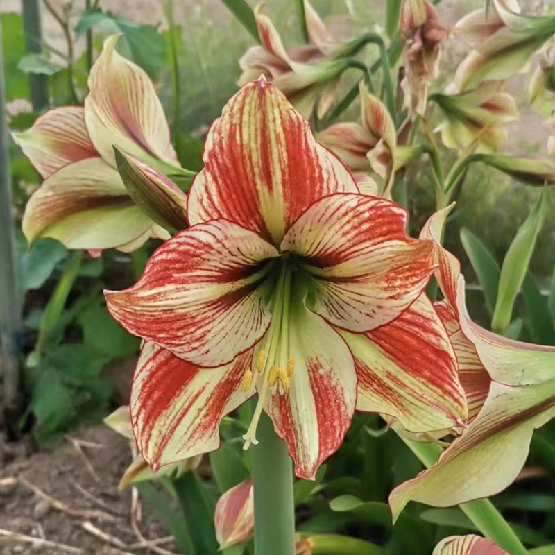 朱顶红火舞种球 多年生球根花卉,鲜花速递/花卉仿真/绿植园艺,种球/裸根,淘宝优惠券,粉丝福利购,淘宝优惠卷