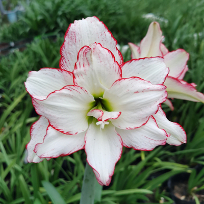 日本朱顶红索菲亚 多年生球根花卉 索菲娅