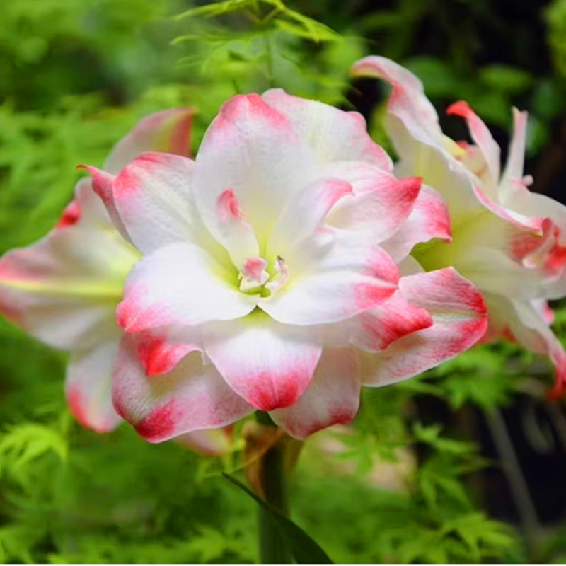 朱顶红黛丝 多年生