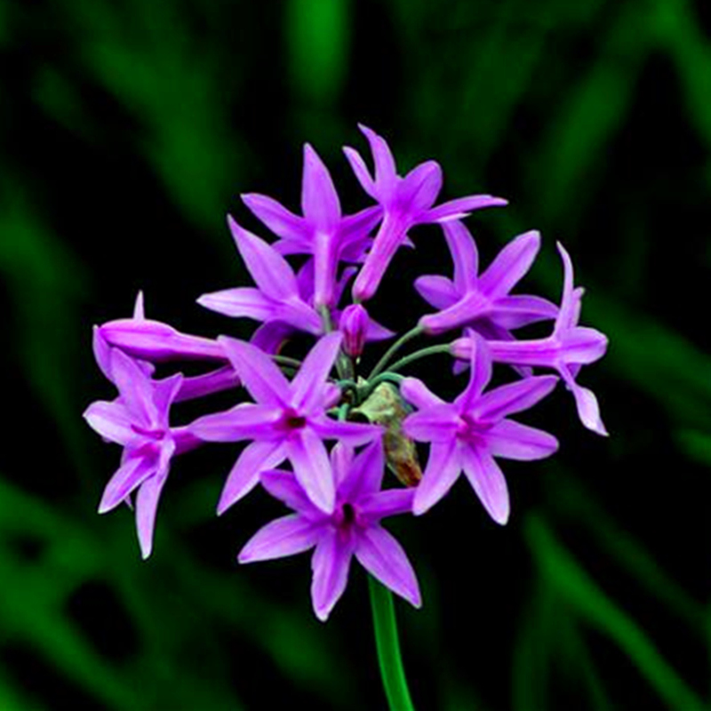 紫娇花 庭院花卉 紫色小花 多年生庭院绿化 易养活 鲜花速递/花卉仿真/绿植园艺 时令草本花卉 原图主图