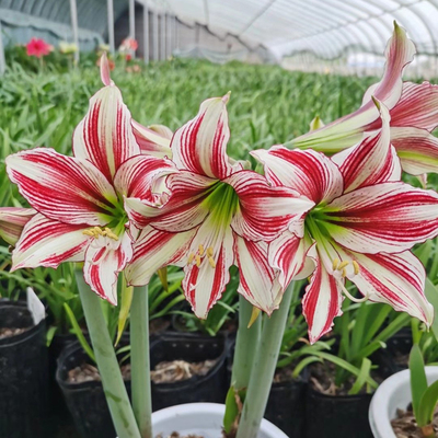 青鸾朱顶红球根花卉种球