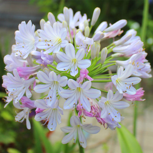 矮生百子莲花园时光彩虹