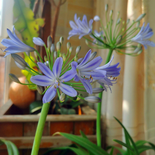 百子莲天空 多年生盆栽好养 爱情花