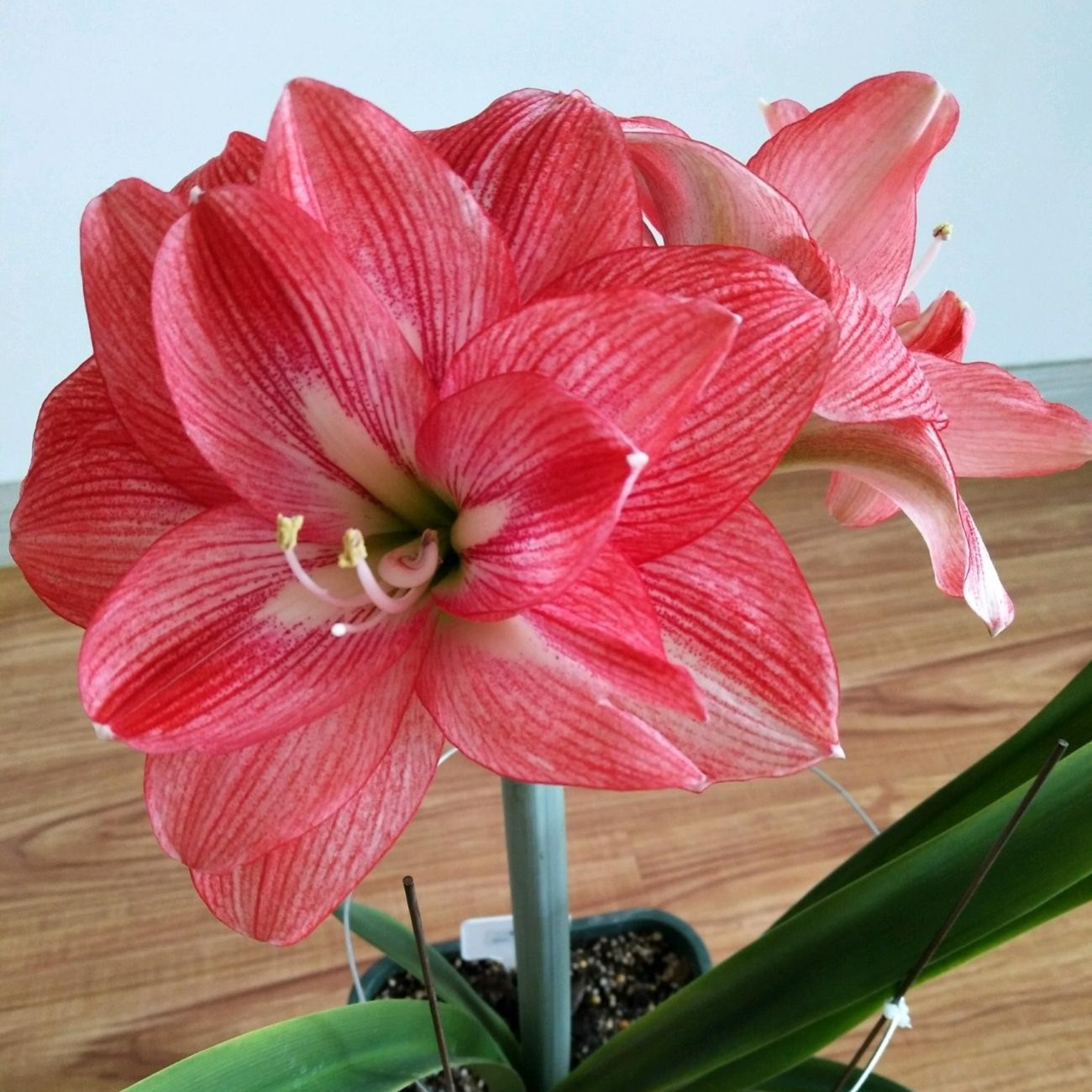 重瓣朱顶红香妃种球花卉