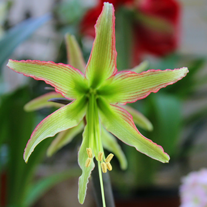 球迷园艺朱顶红翠鸟多年生