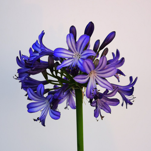 球迷百子莲雨后常绿花卉