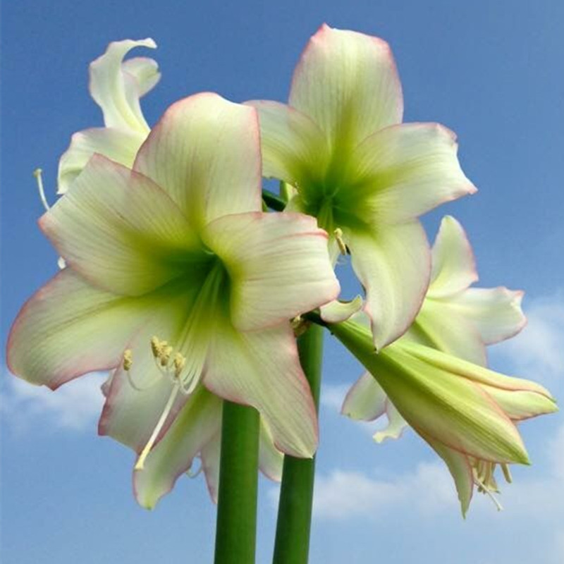 朱頂紅特倫蒂諾 南非朱小花品種 特侖迪諾在類目 鮮花速遞/花卉仿真/綠植園藝, 花卉/蔬果/草坪種子（新）, 種球中 - 來自Buy2taobao.com提供專業的淘寶代購服務