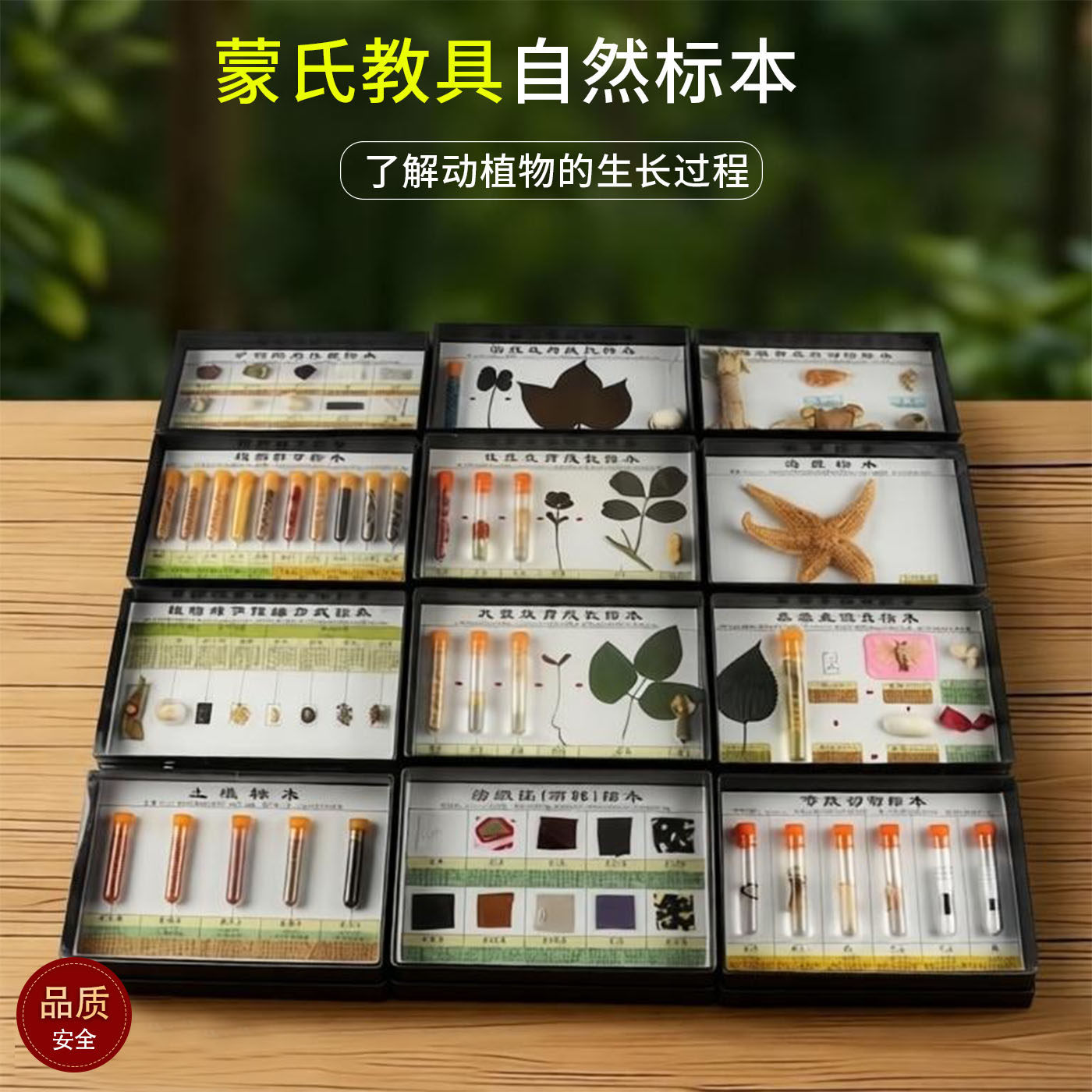 蒙氏教具幼儿早教科学知识青蛙蚊子小麦大豆花生成长史动植物标本