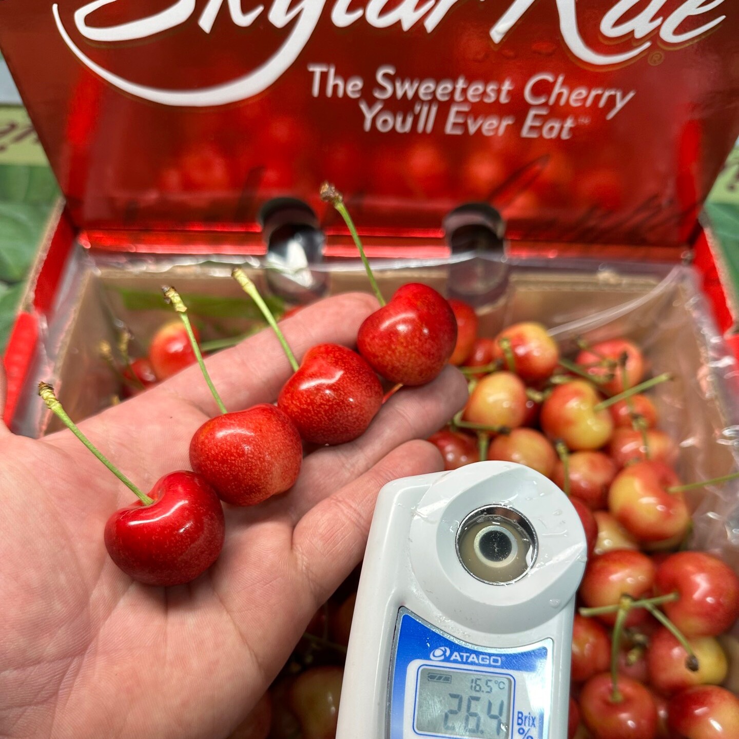 斯卡拉雷金车厘子5斤4j空运