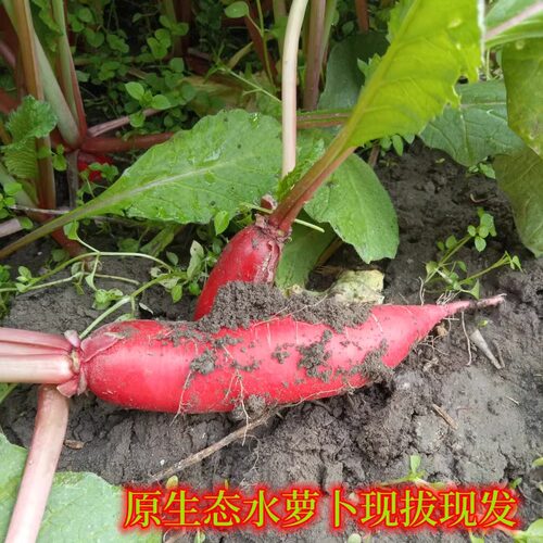 黑龙江农夫家新鲜水萝卜现拔现发