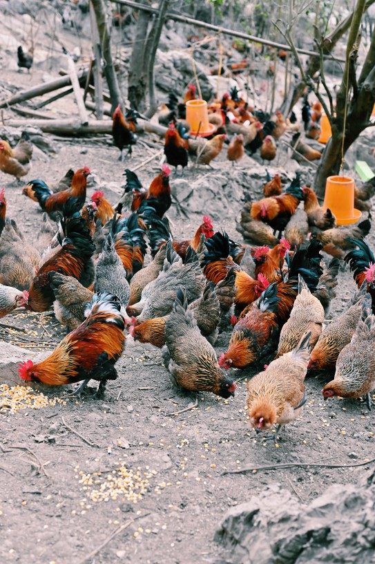 南丹特产瑶鸡林下散养土鸡黑脚鸡笨鸡整鸡肉甜汤鲜现宰空运包邮