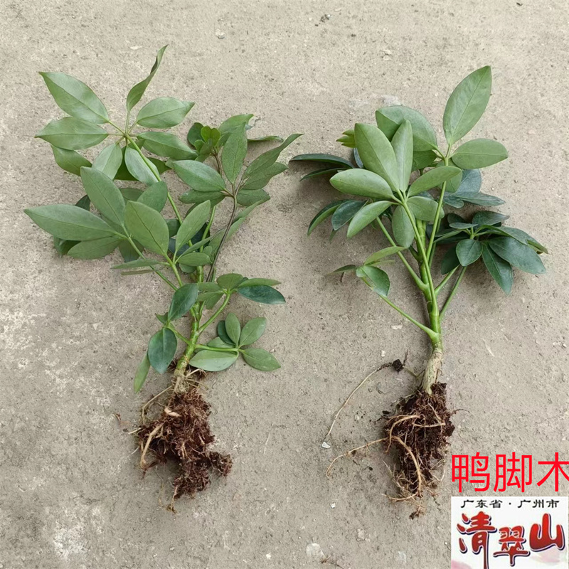 招财树 鸭脚木苗 鹅掌柴 室内观叶盆栽花卉绿植 根杆粗壮枝叶茂盛