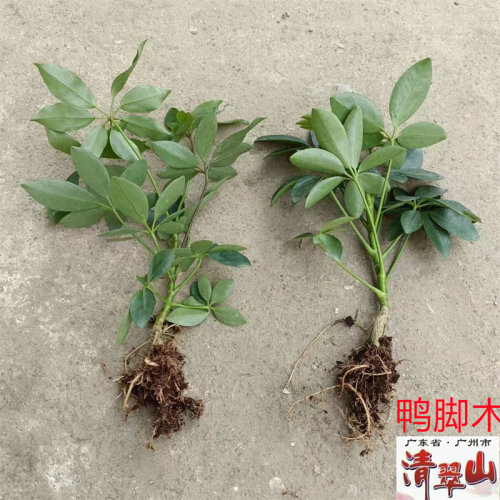招财树鸭脚木室内净化空气美观