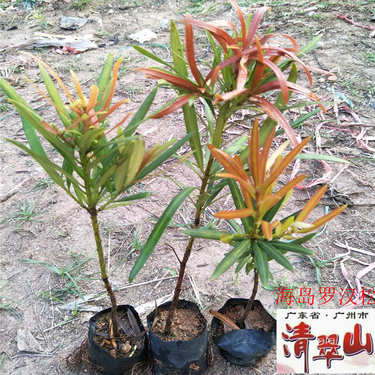 海岛红芽罗汉松苗室内观叶盆栽植物庭院别墅四季长青净化空气美观