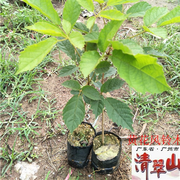 黄花风铃木园林绿化苗庭院美观