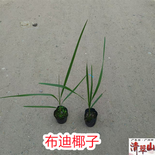 苗圃供应棕榈科植物布迪椰子苗 庭院道路别墅公园绿化树 净化空气