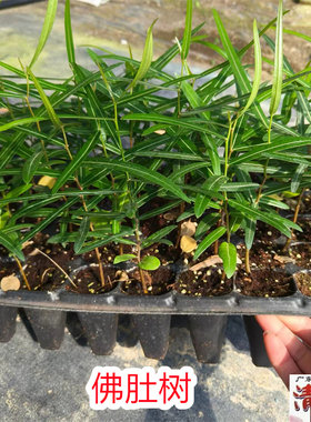 佛肚树盆栽花卉室内庭院美观好养