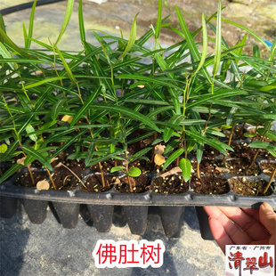澳洲佛肚树苗昆士兰瓶干树室内盆栽花卉绿植苗庭院风景树美观好养