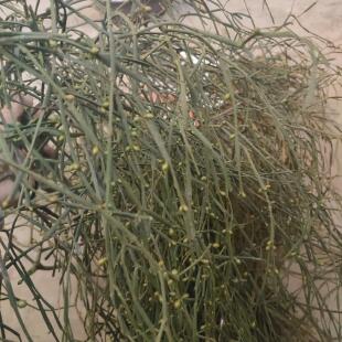 枫树寄生茶 螃蟹脚螃蟹夹茶 野生枫香槲寄生扁枝槲寄生路路通寄生