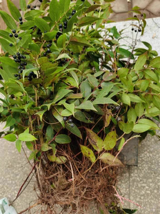 云南深山铺地滇白珠透骨草满山香安土叶泼土叶下单现采