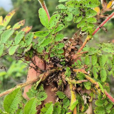 当季新新鲜翻白草根化痰鸡腿根天藕叶下白鸡爪参翻白萎陵药用