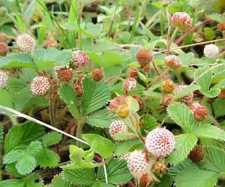 香甜野生白泡儿苗盆栽育苗野草莓白酒泡绿植植物好养易活新鲜
