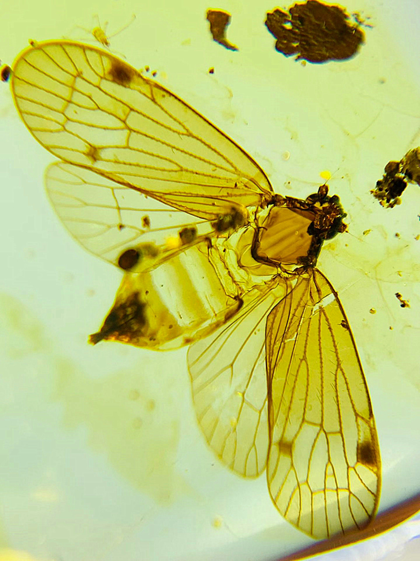 纯天然缅甸老蜜蜡琥珀昆虫标本虫珀化石教学科普正品珠宝项链收藏
