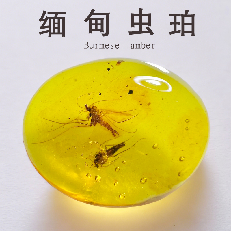 纯天然缅甸琥珀蜜蜡虫珀植物活水胆昆虫化石吊坠收藏标本科普保真