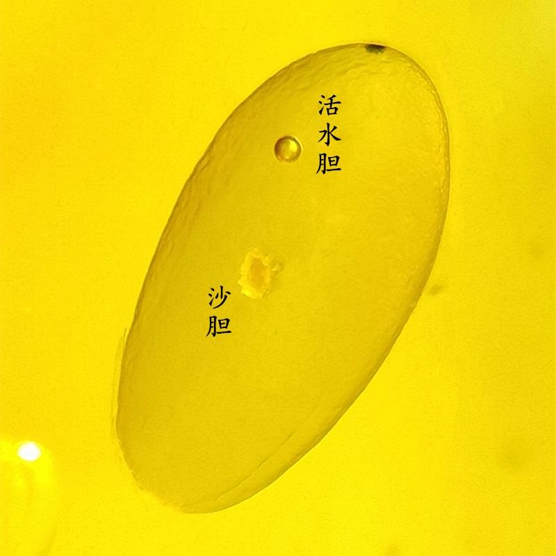 纯天然缅甸原石真琥珀老蜜蜡活水胆化石昆虫标本吊坠项链珠宝收藏