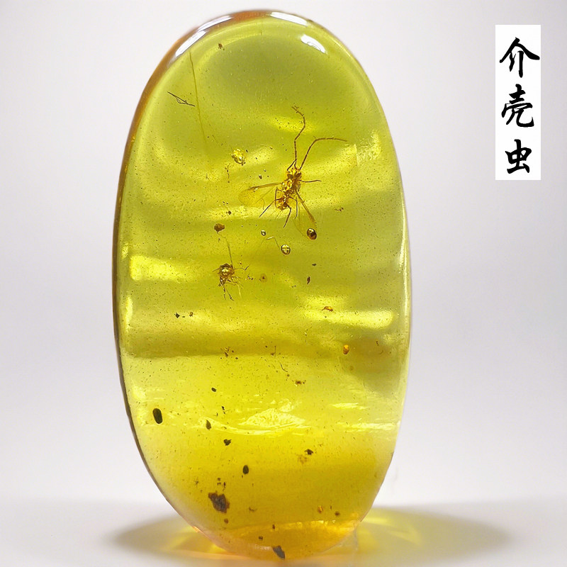 原矿纯天然缅甸琥珀原石虫珀介壳虫白垩纪昆虫收藏级化石标本吊坠