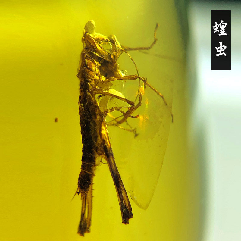 原矿天然缅甸琥珀蝗虫螽斯蟋蟀虫珀蜘蛛蜈蚣蝎子羽毛动物化石标本
