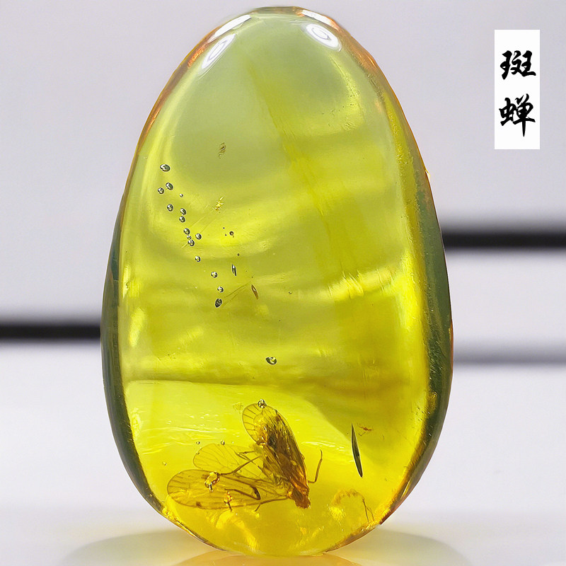 新款缅甸纯天然虫珀原石白垩纪斑蝉蚊子蜜蜂昆虫琥珀化石标本保真