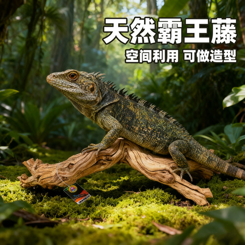 爬宠霸王藤木雨林缸造景