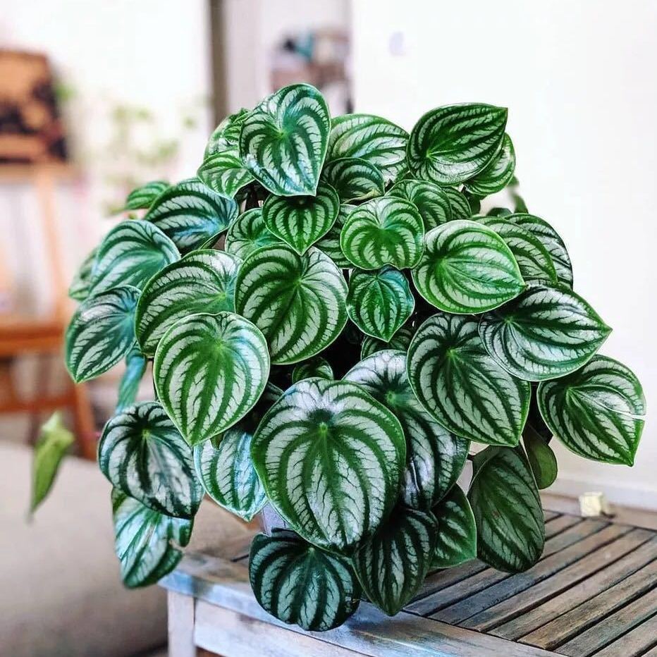 西瓜叶盆栽西瓜皮椒草花卉绿植盆栽桌面办公室耐阴好养情绪稳定