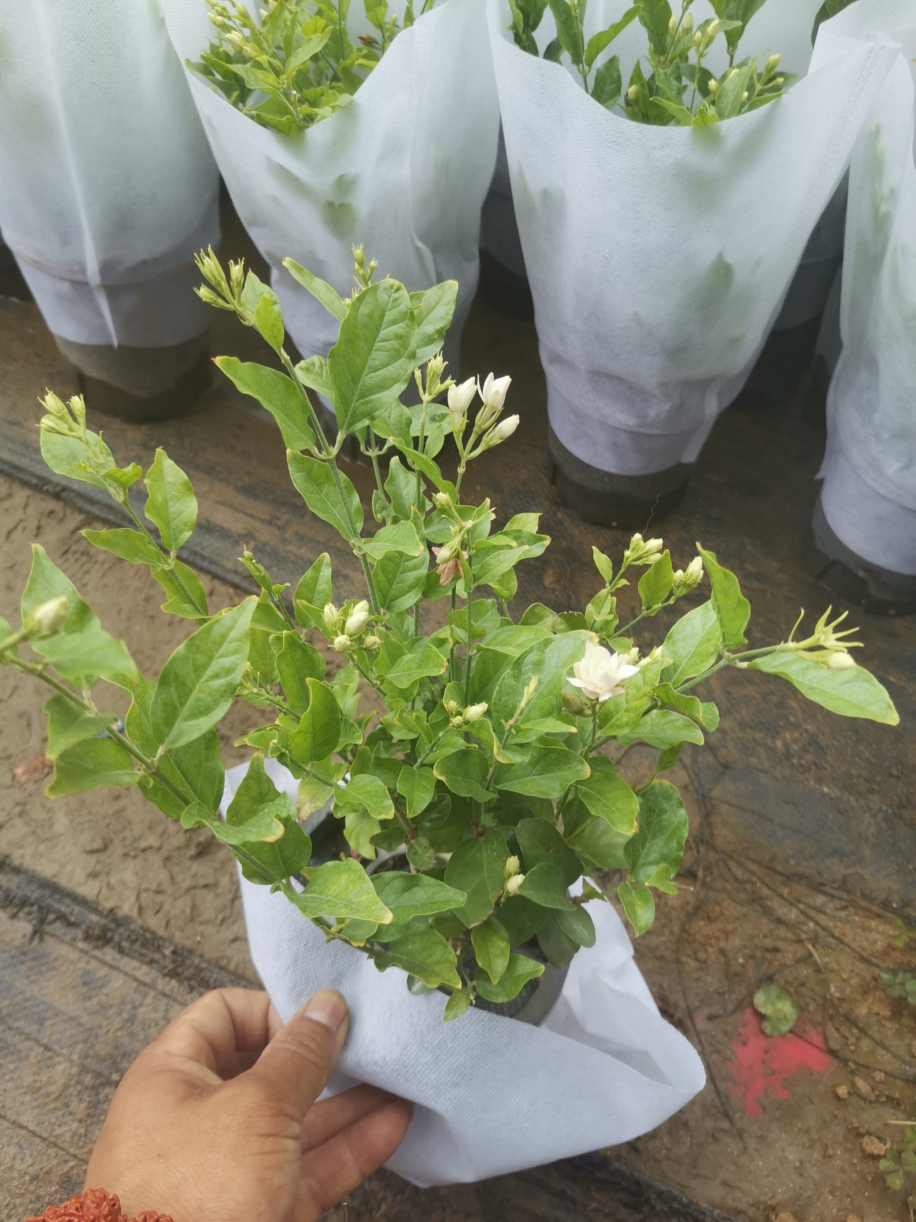 正宗重瓣笔尖茉莉花盆栽花卉喜阳耐热植物浓香型重瓣笔尖茉莉花
