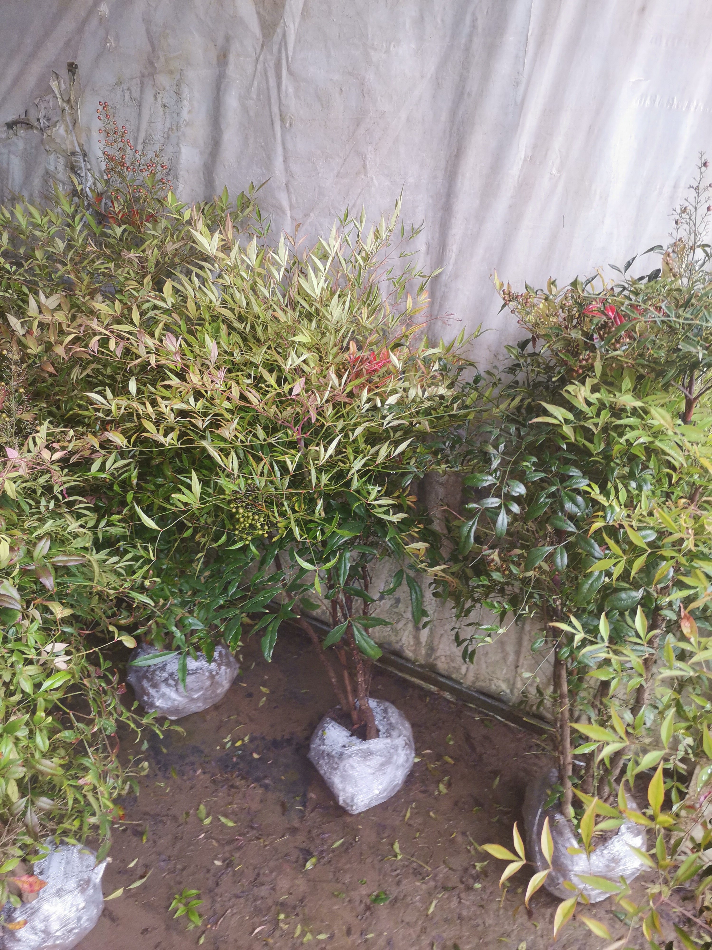 精品老桩南天竹绿植庭院风景树