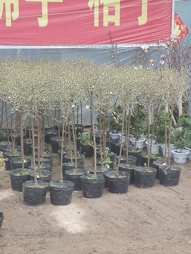 雪梅盆栽苗独杆棒棒糖喷雪花苗庭院室外栽种雪柳苗耐寒植物雪莲花