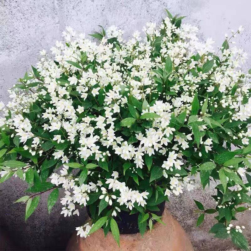 冰生溲苏雪樱花盆栽多年生耐寒耐热好养活阳台庭院花卉绿植盆栽