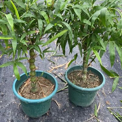 佛肚竹盆栽罗汉竹多年生耐寒耐热庭院阳台葫芦竹花卉好种好活植物