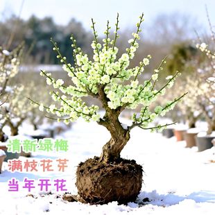 带花苞红梅花绿梅盆栽带花苞发货耐寒四季老桩开花庭院好养花卉